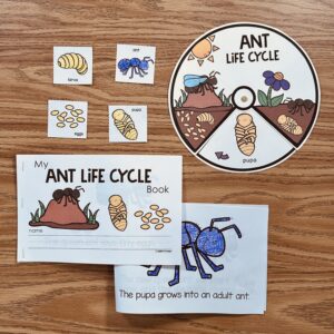 Ant Life Cycle Activities — resource preview