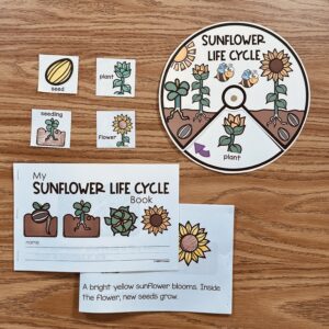 Sunflower Life Cycle Activities — resource preview